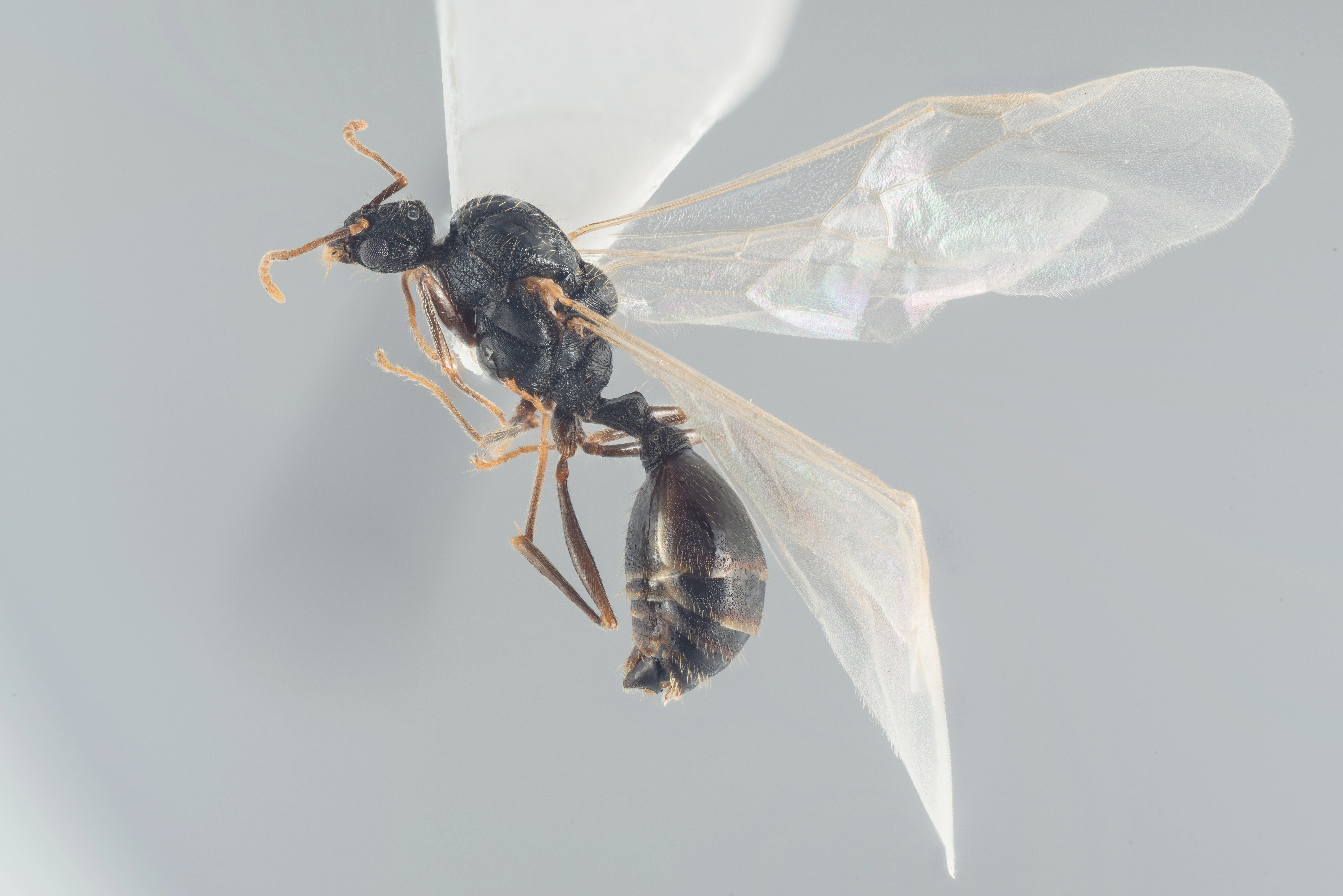 : Tetramorium caespitum.