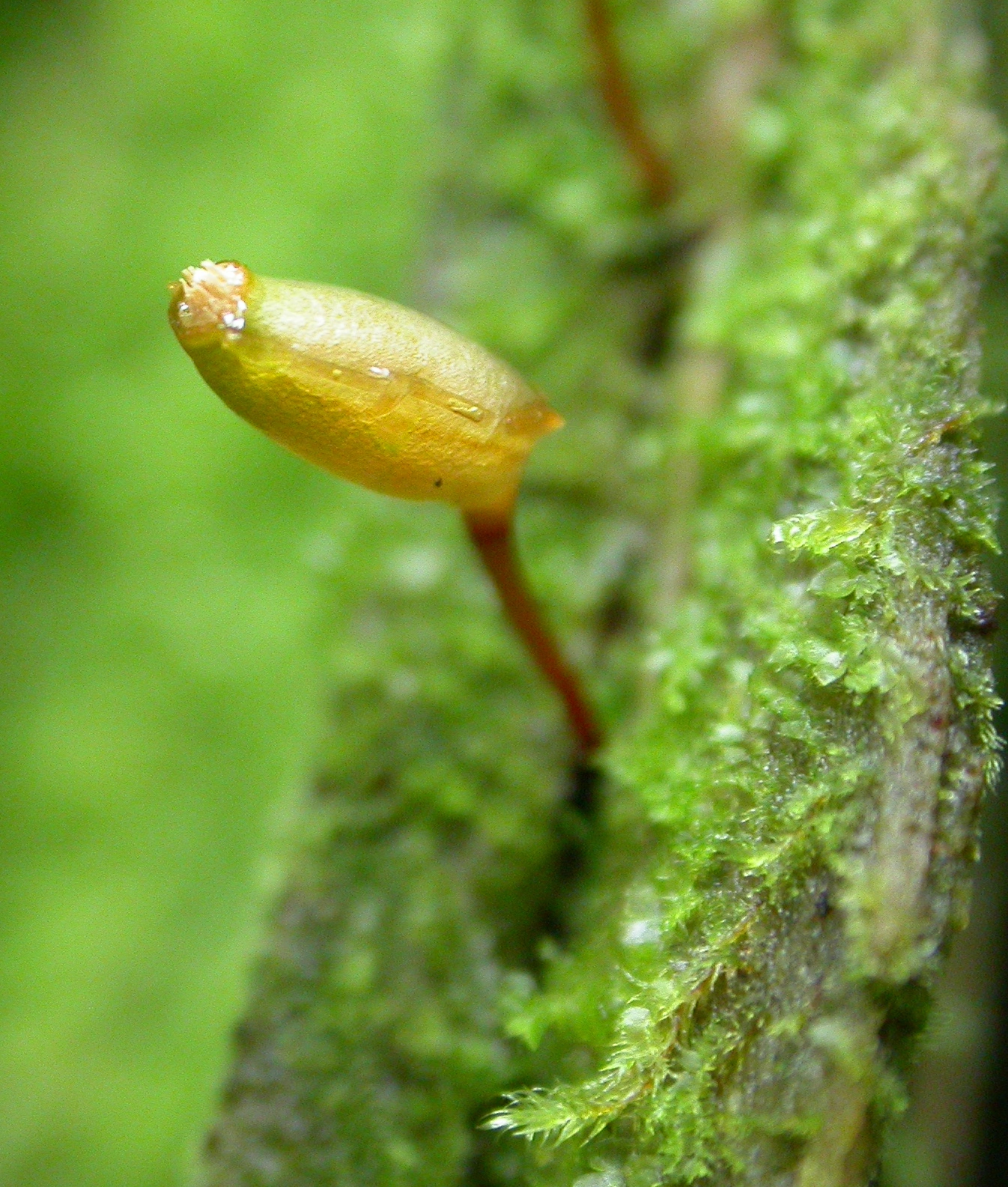 : Buxbaumia viridis.