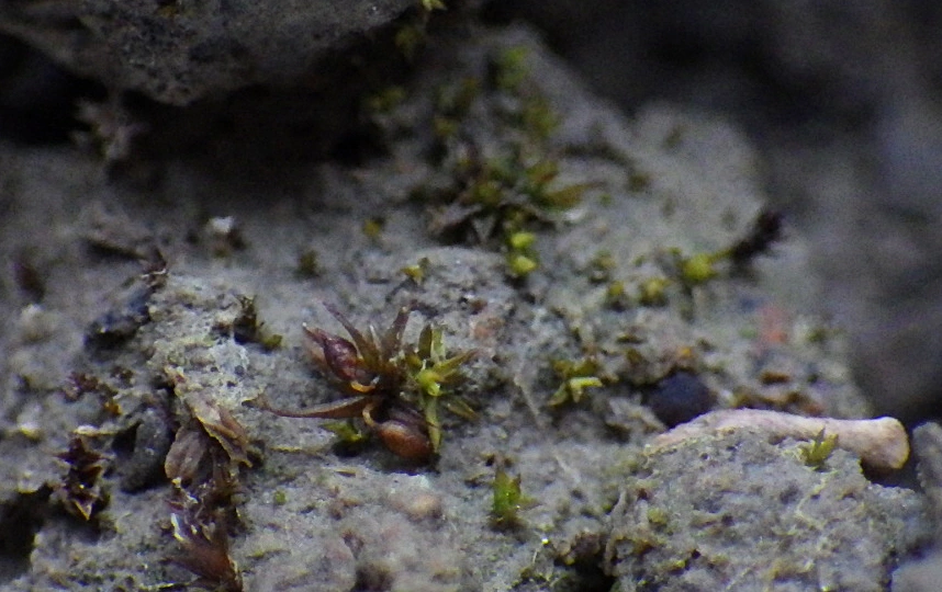 : Microbryum curvicolle.