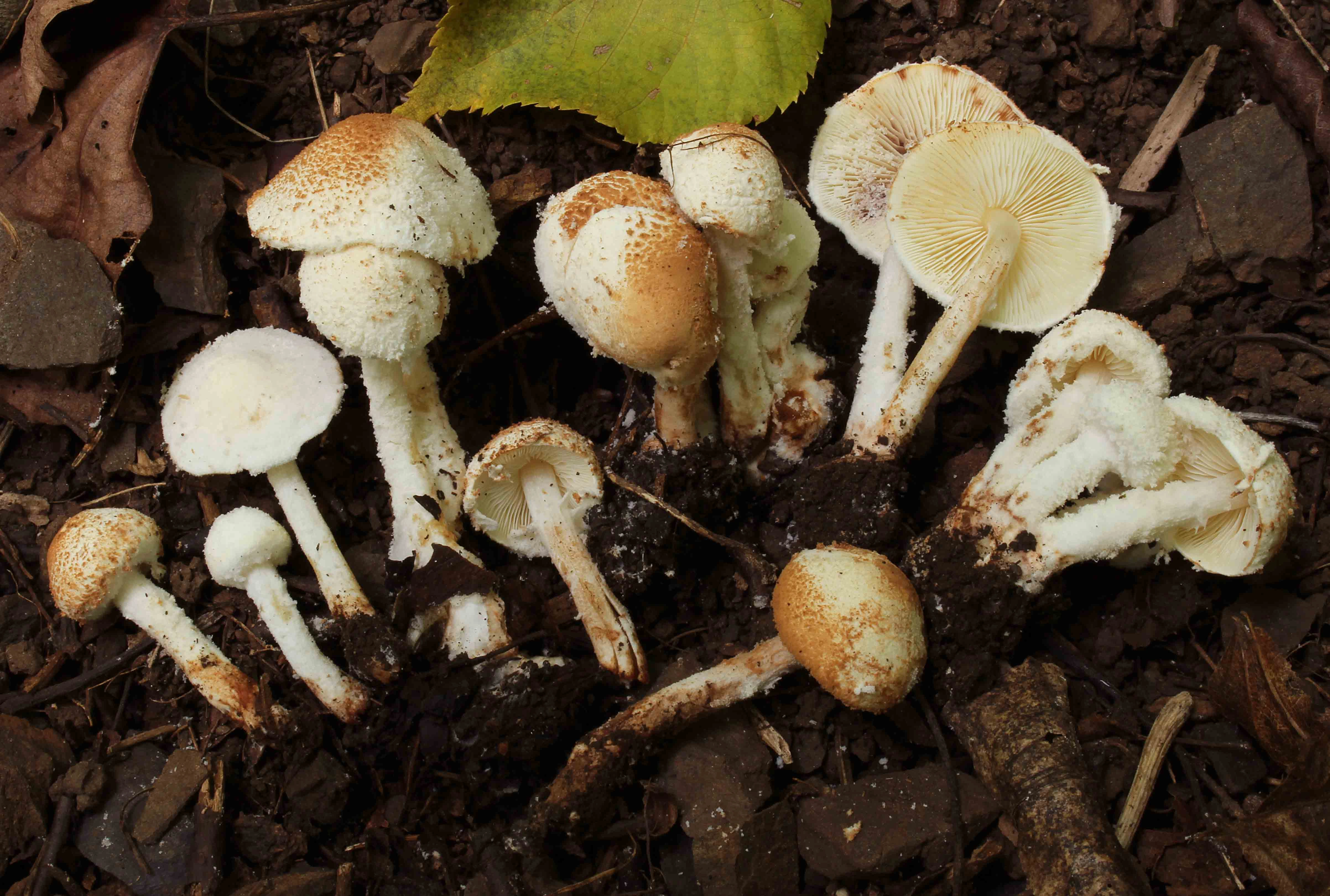 : Cystolepiota hetieri.