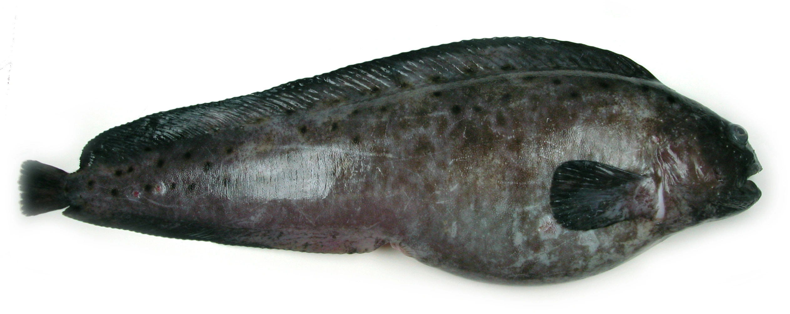 : Anarhichas denticulatus.