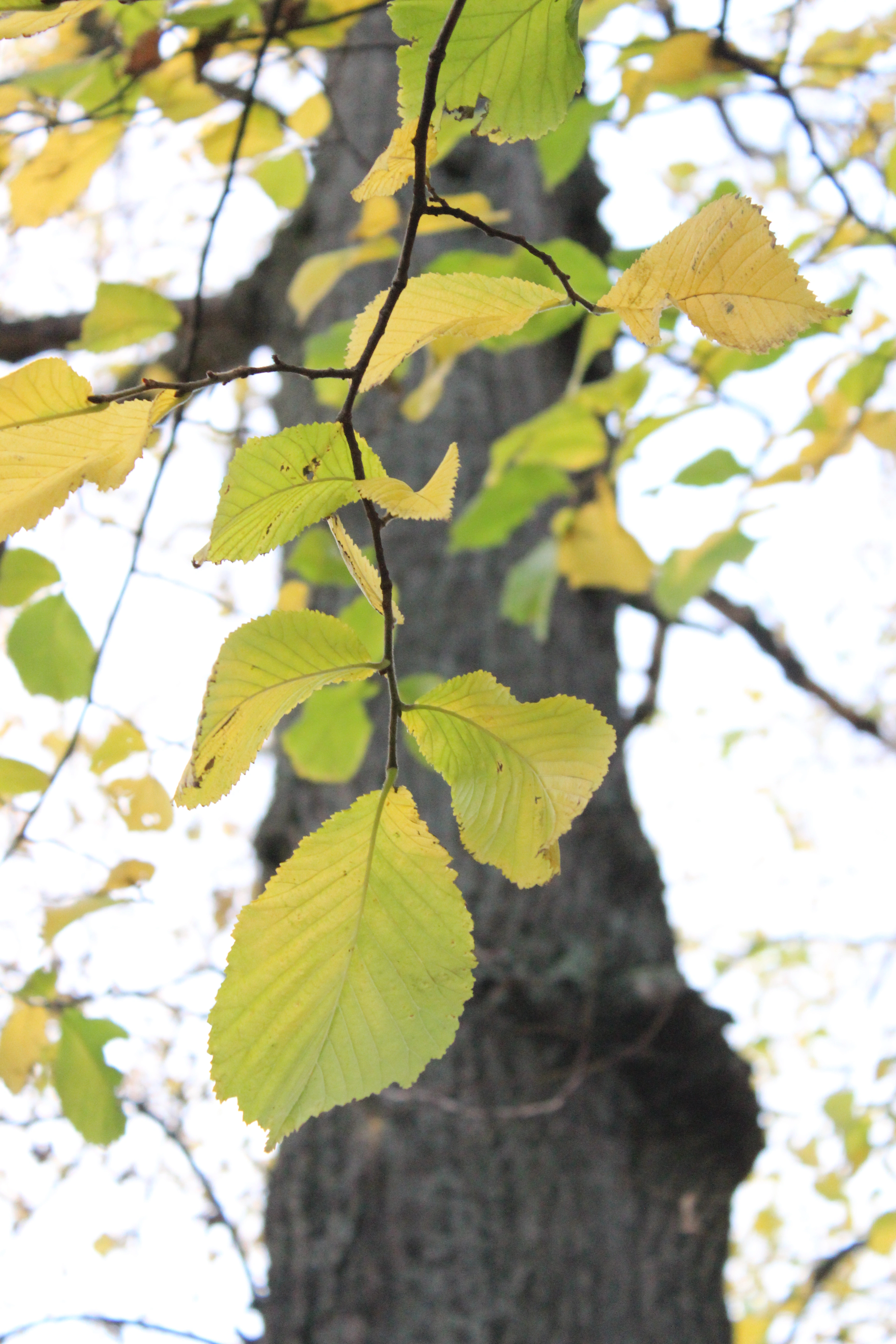 : Ulmus glabra.