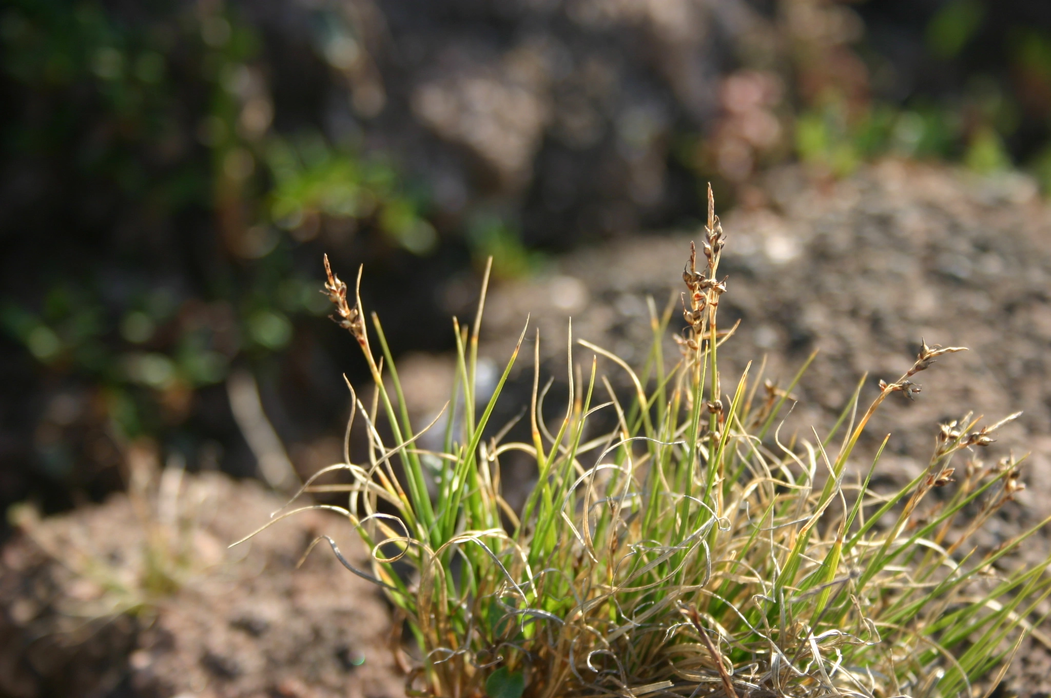 : Carex glacialis.