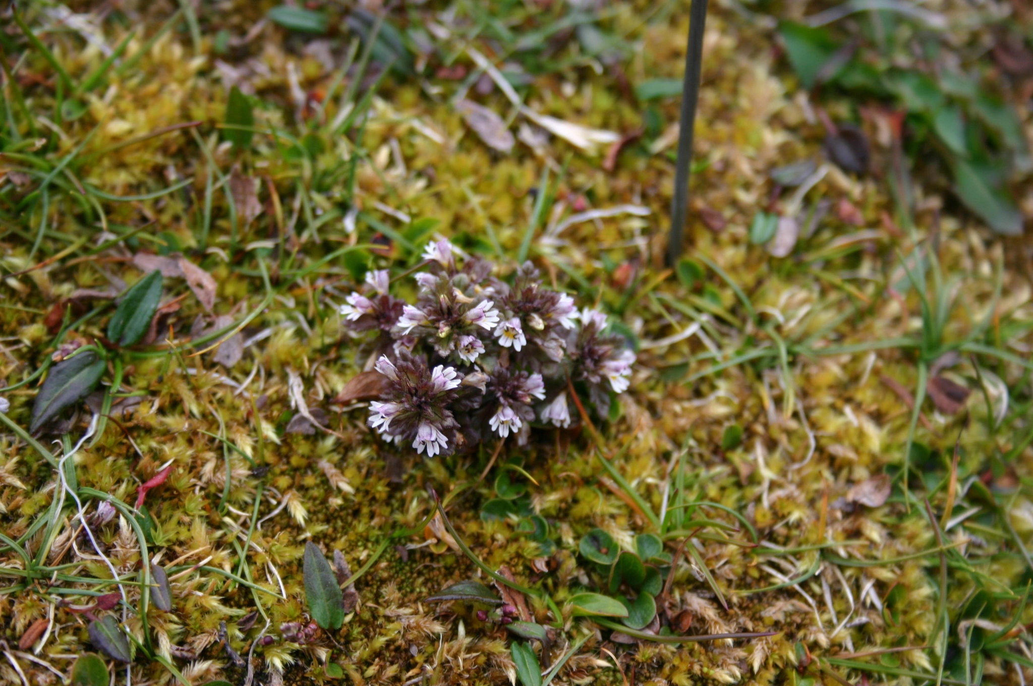 : Euphrasia wettsteinii.