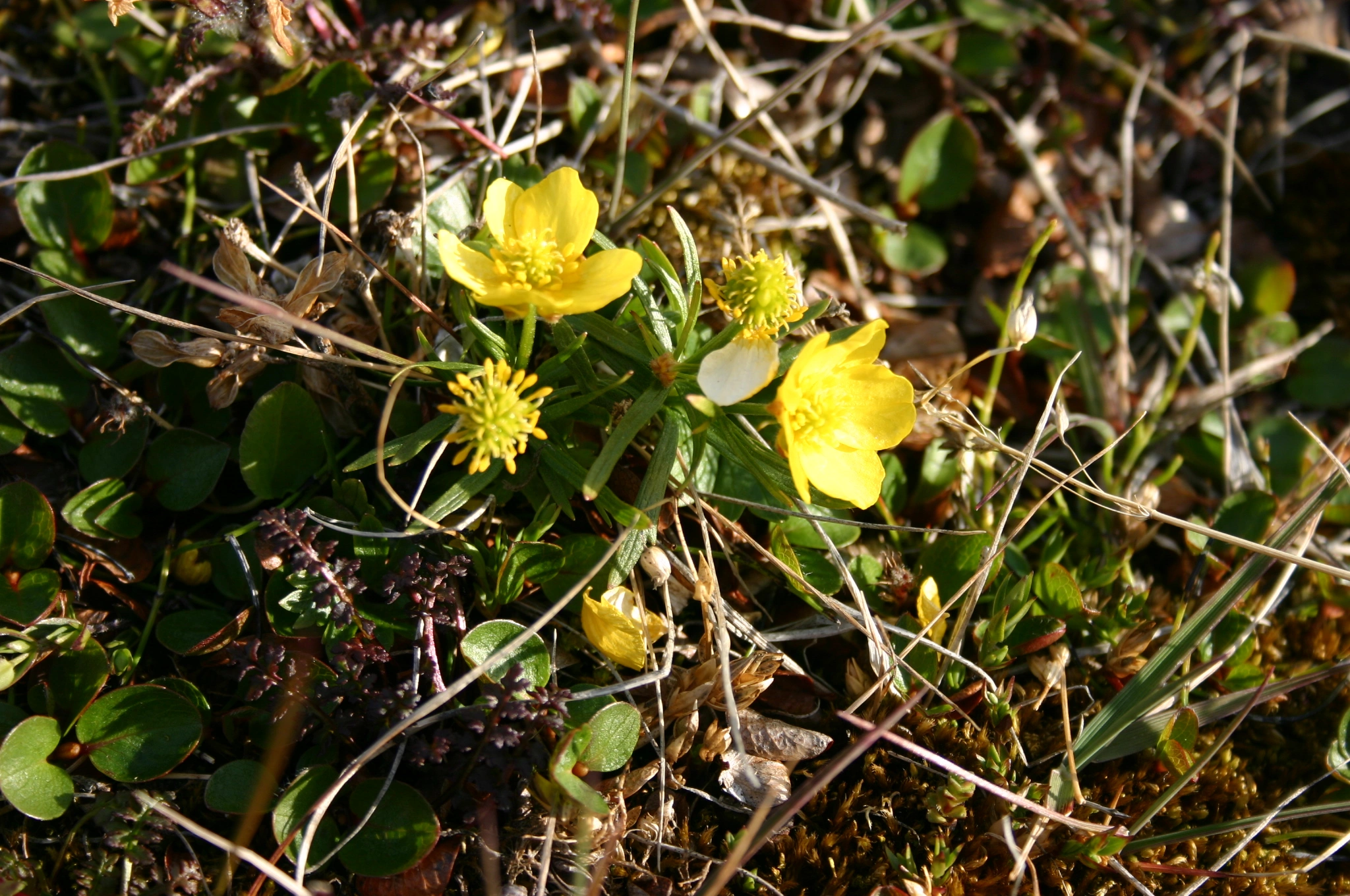 : Ranunculus wilanderi.