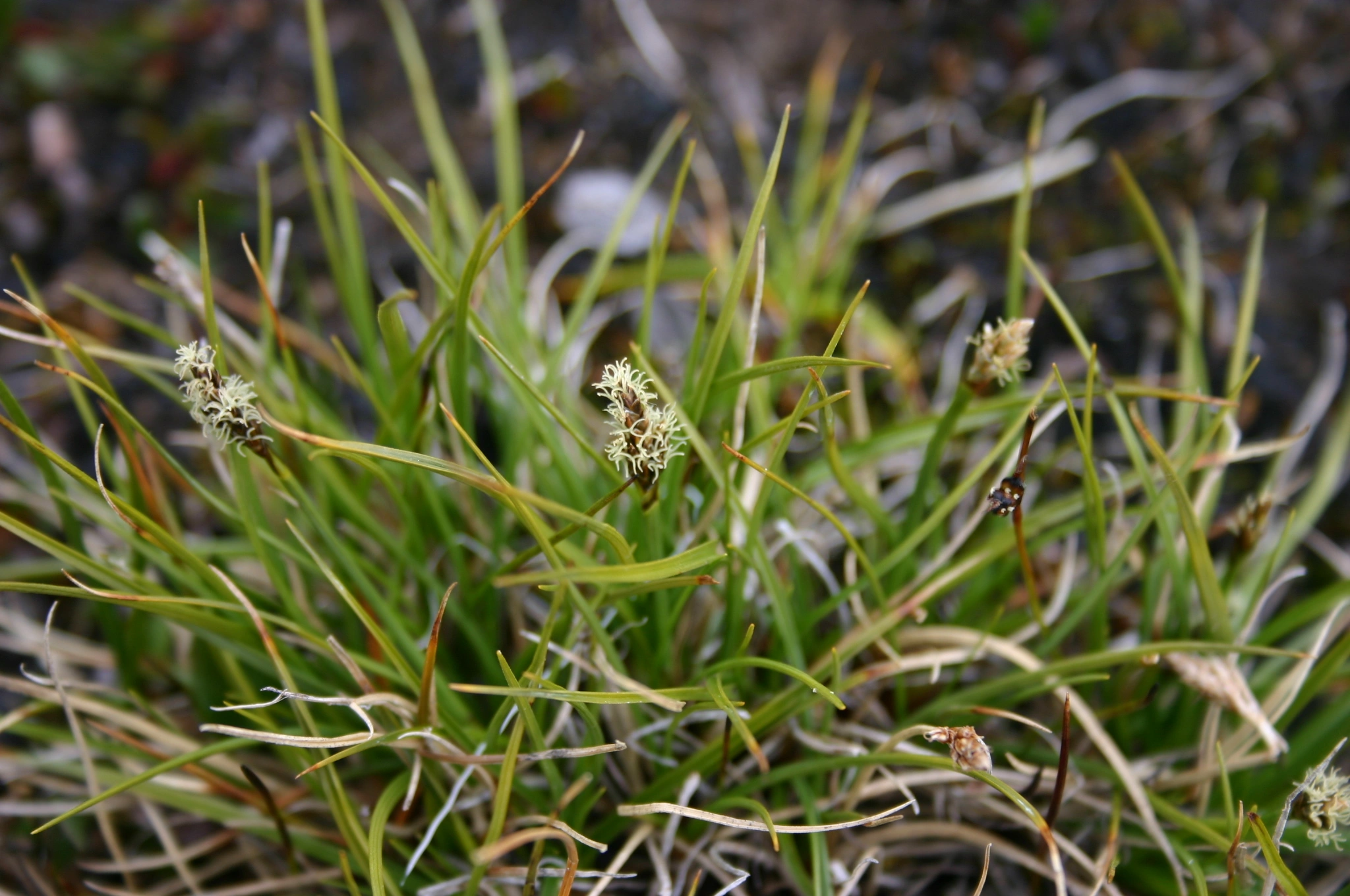 : Carex simpliciuscula subholarctica.