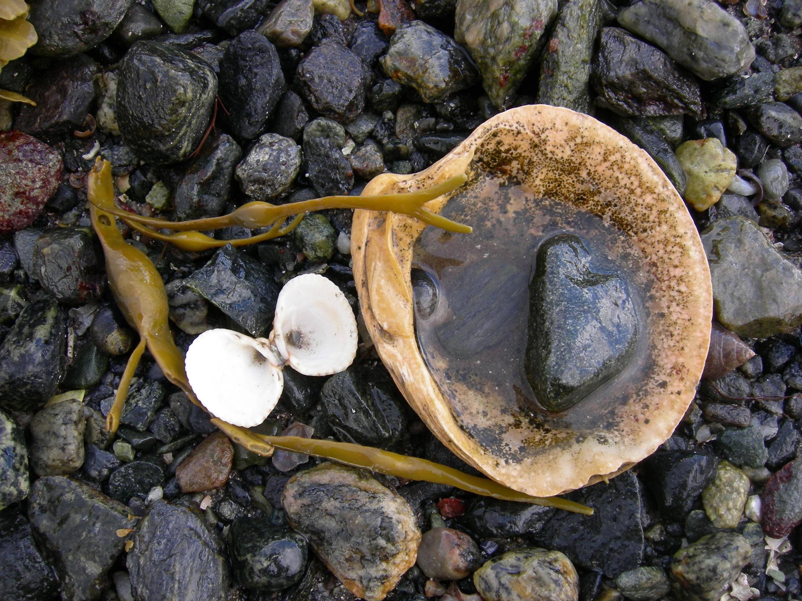 NIN-3.0-T-C-LI-0-0-I-MS03 Biogene karbonatsubstrater fra døde organismer i marine systemer.