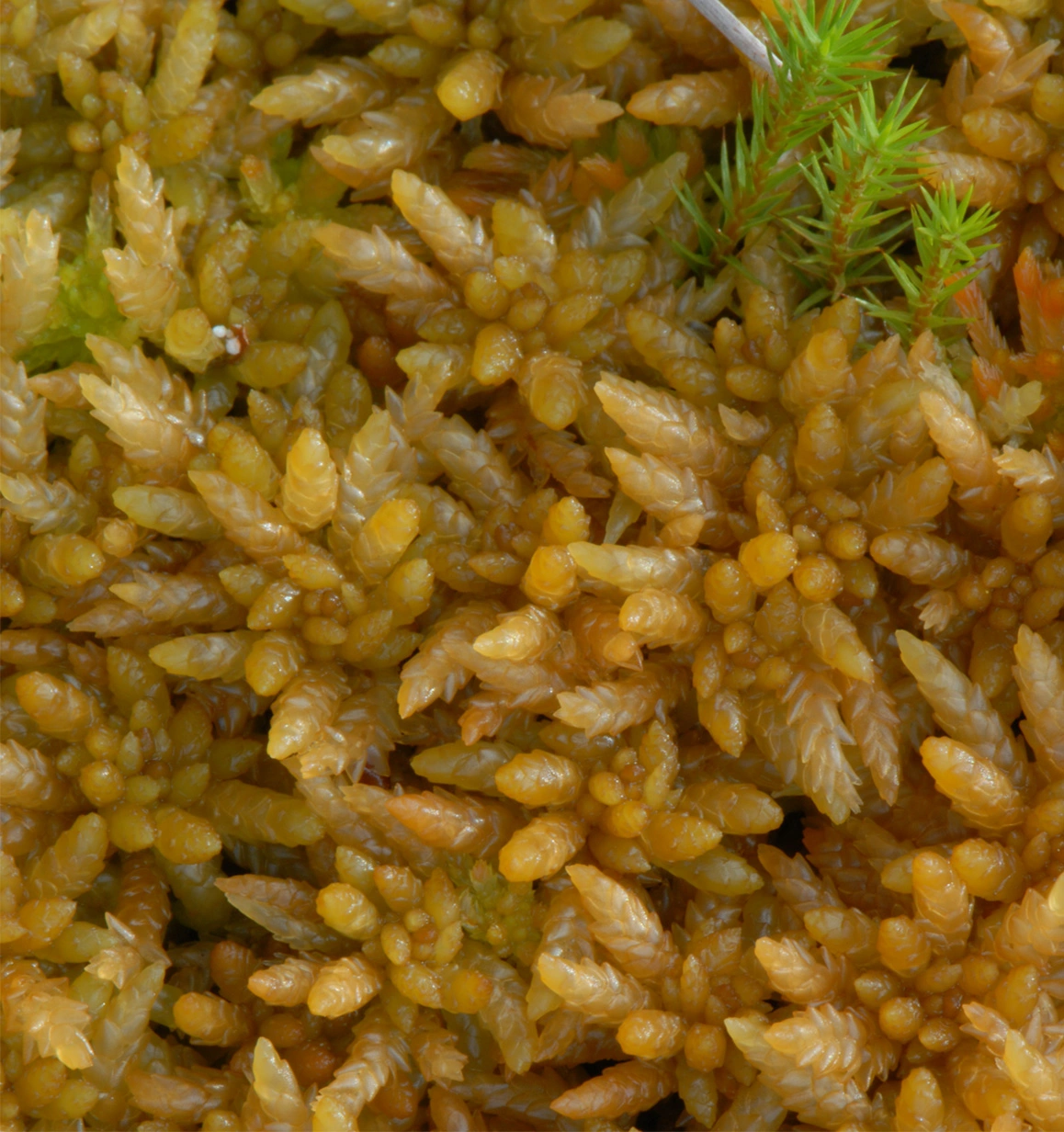 : Sphagnum papillosum.