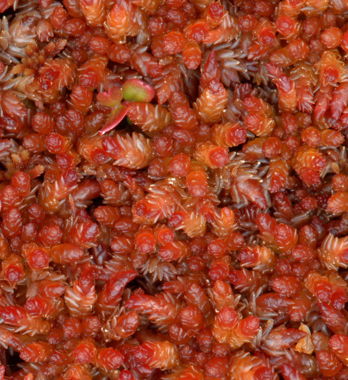 : Sphagnum (Sphagnum) medium.