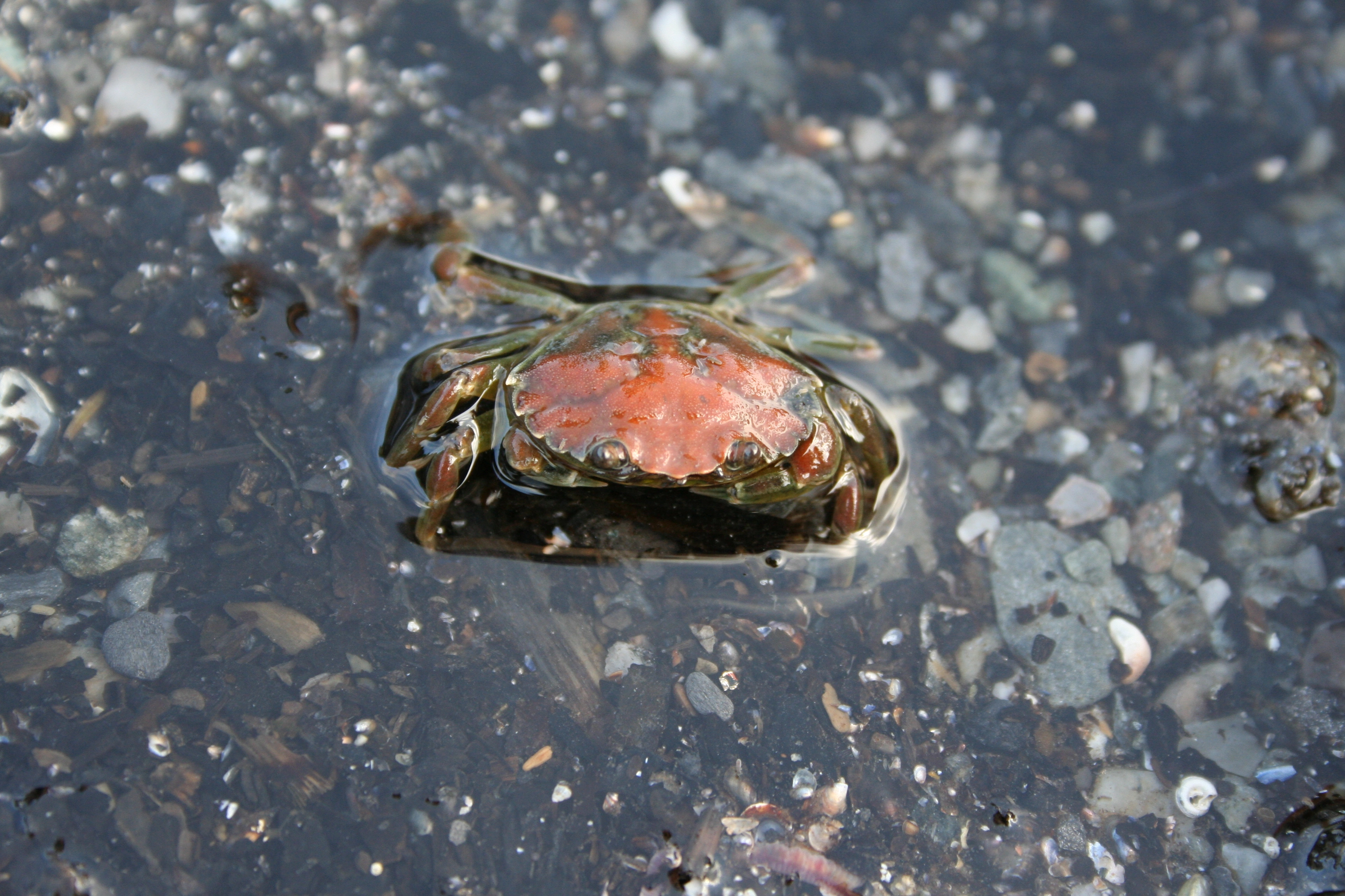 NIN-3.0-T-C-LI-0-0-I-MS04 Levende organismer med karbonatsubstrater i marine systemer.