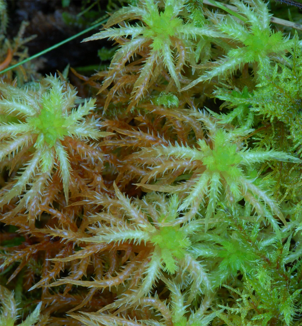 : Sphagnum (Acutifolia) squarrosum.