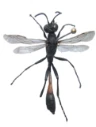 : Ammophila campestris.