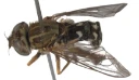 : Anasimyia contracta.