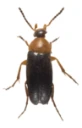 : Anaspis ruficollis.