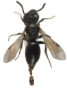 : Andrena nanula.