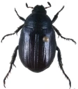 : Anomala dubia.