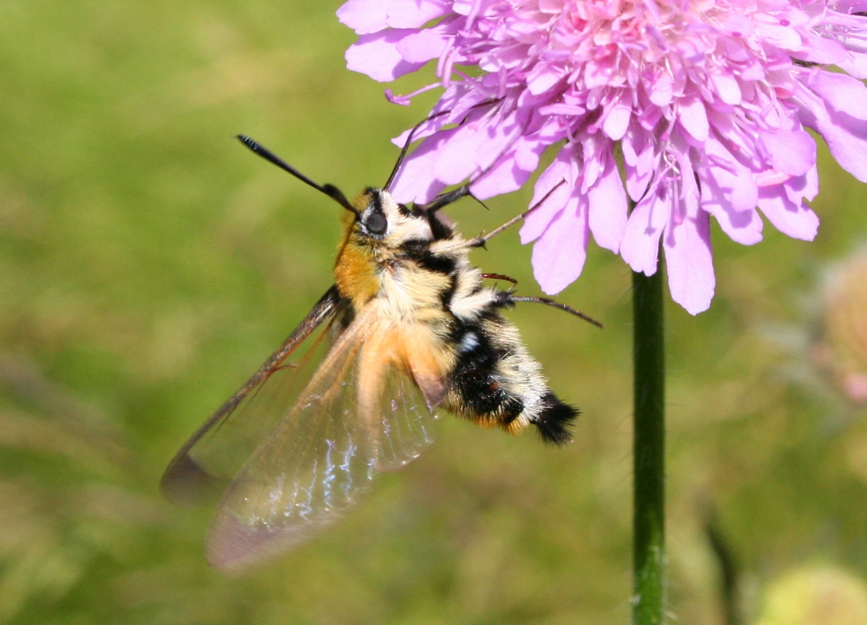 : Hemaris tityus.