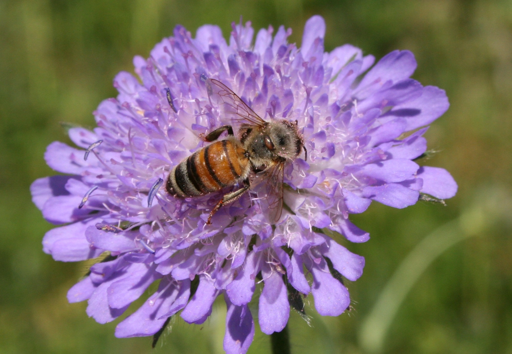 : Apis mellifera.