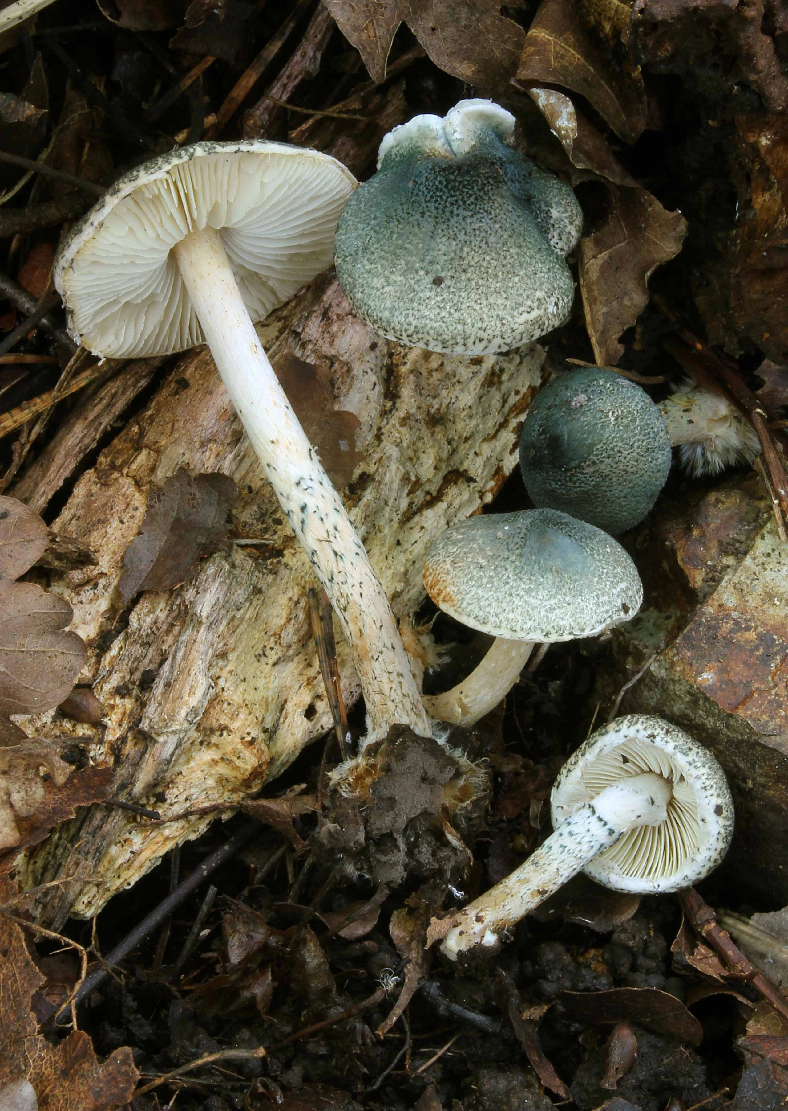 : Lepiota grangei.