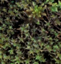 : Sphagnum pylaesii.