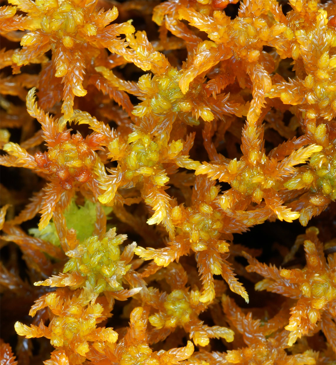 : Sphagnum (Subsecunda) subsecundum.