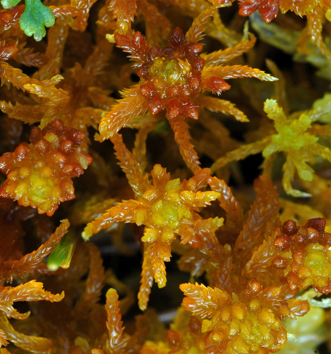 : Sphagnum (Subsecunda) subsecundum.