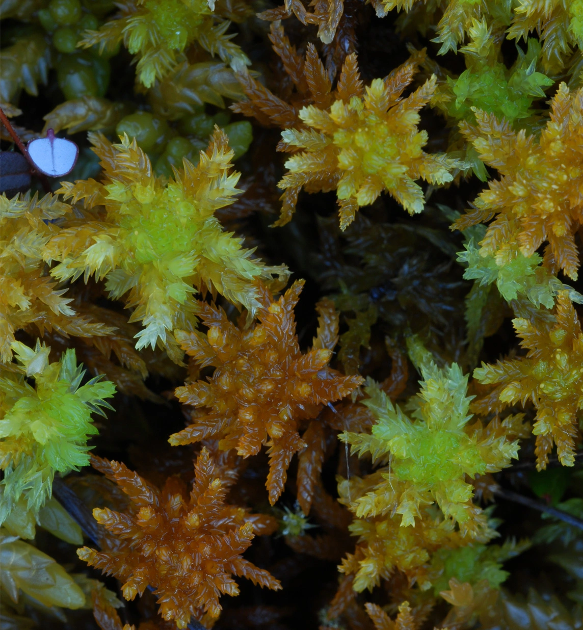 : Sphagnum (Subsecunda) subsecundum.