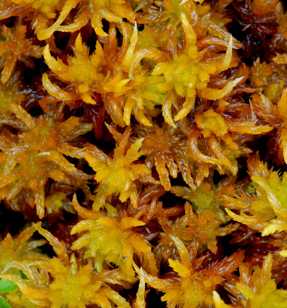 : Sphagnum (Subsecunda) auriculatum.