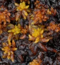 : Sphagnum auriculatum.