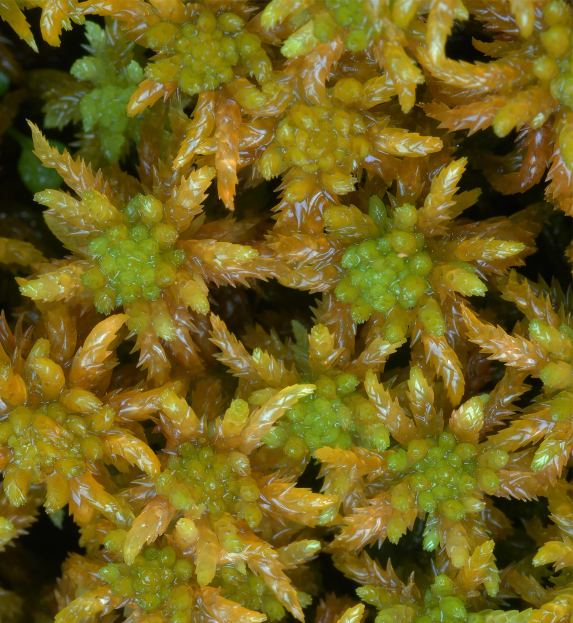 : Sphagnum (Subsecunda) inundatum.