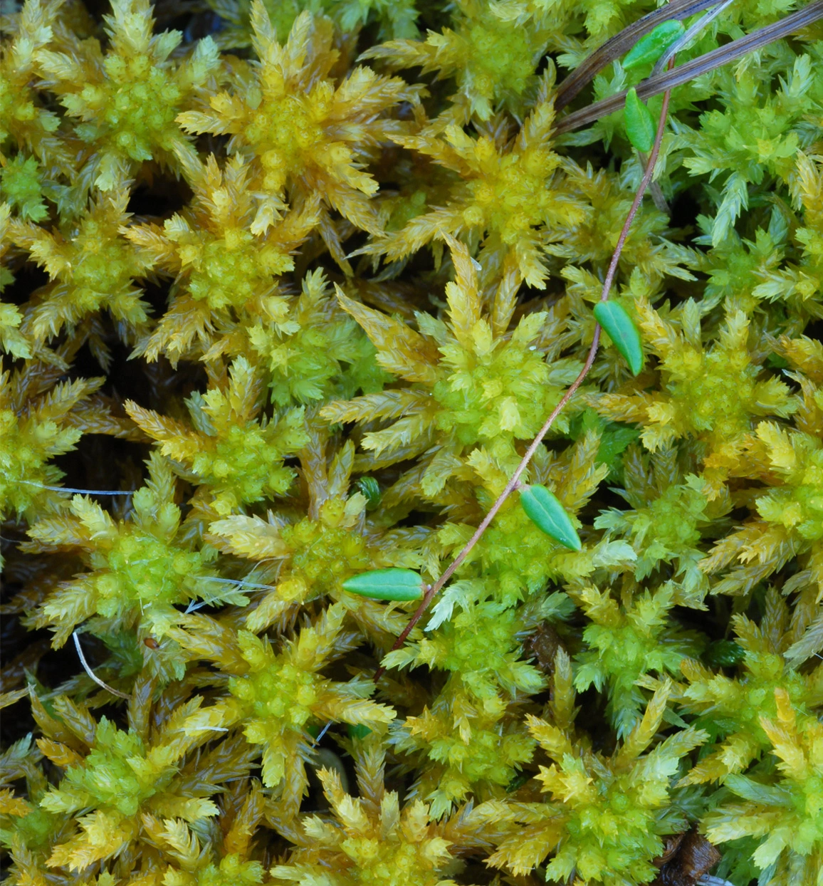 : Sphagnum (Subsecunda) inundatum.