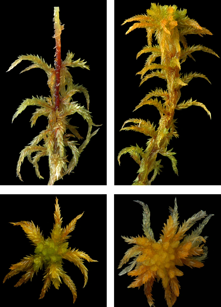 : Sphagnum (Subsecunda) inundatum.