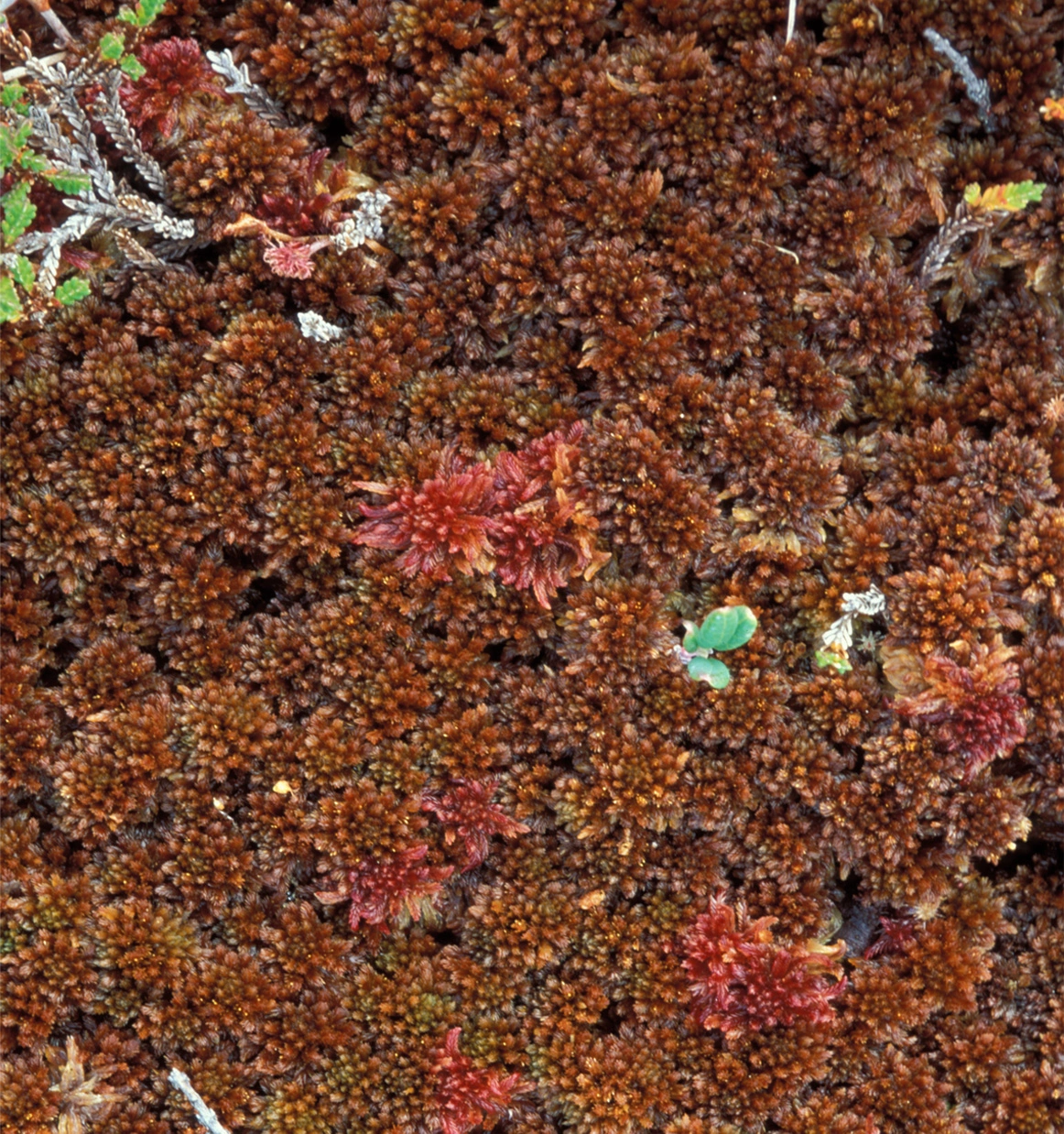 : Sphagnum (Acutifolia) beothuk.