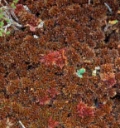 : Sphagnum beothuk.