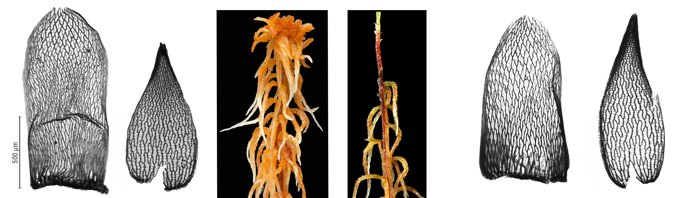 : Sphagnum (Acutifolia) fuscum.