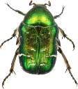 : Cetonia aurata.