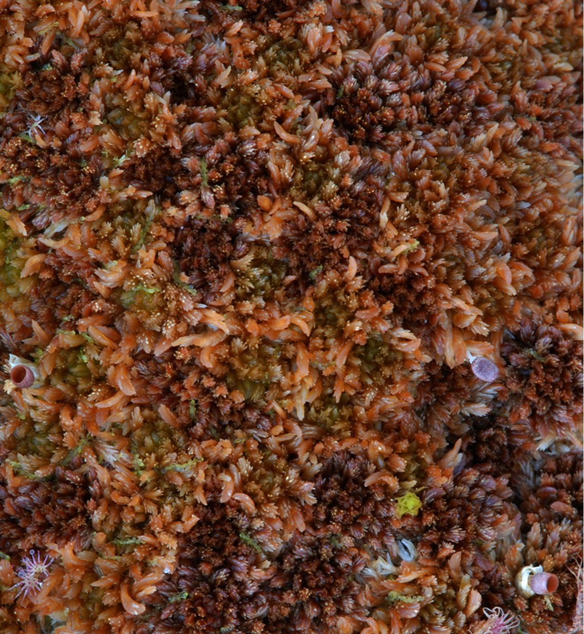 : Sphagnum (Acutifolia) fuscum. : Sphagnum (Acutifolia) beothuk.