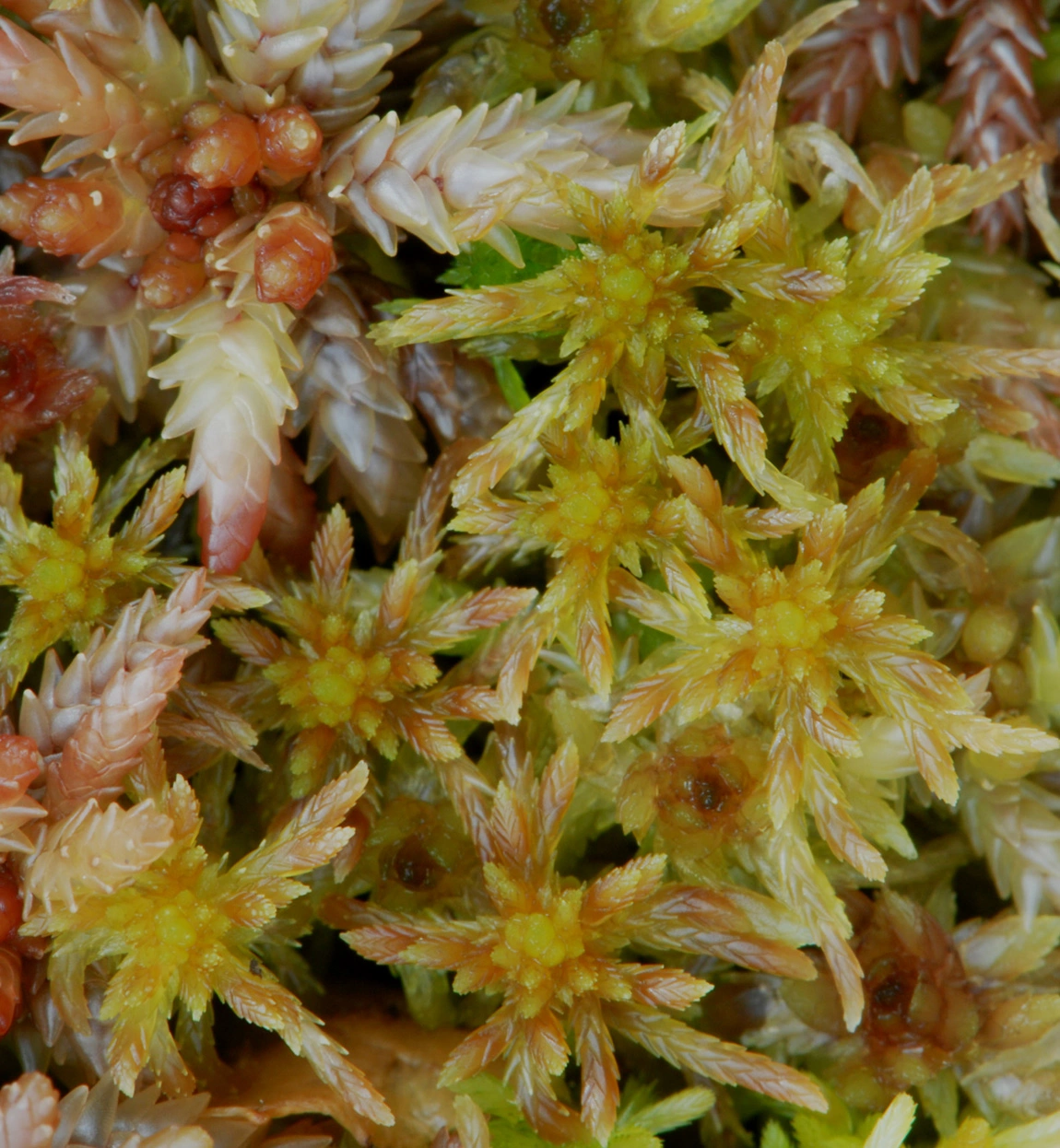 : Sphagnum (Acutifolia) venustum.