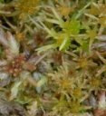 : Sphagnum venustum.