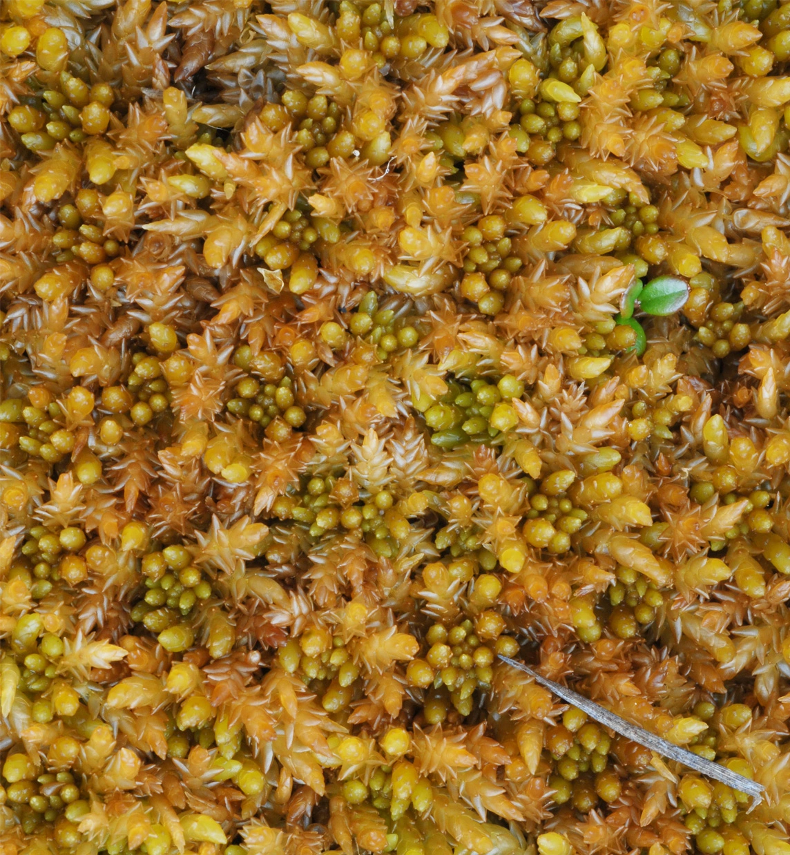 : Sphagnum steerei.