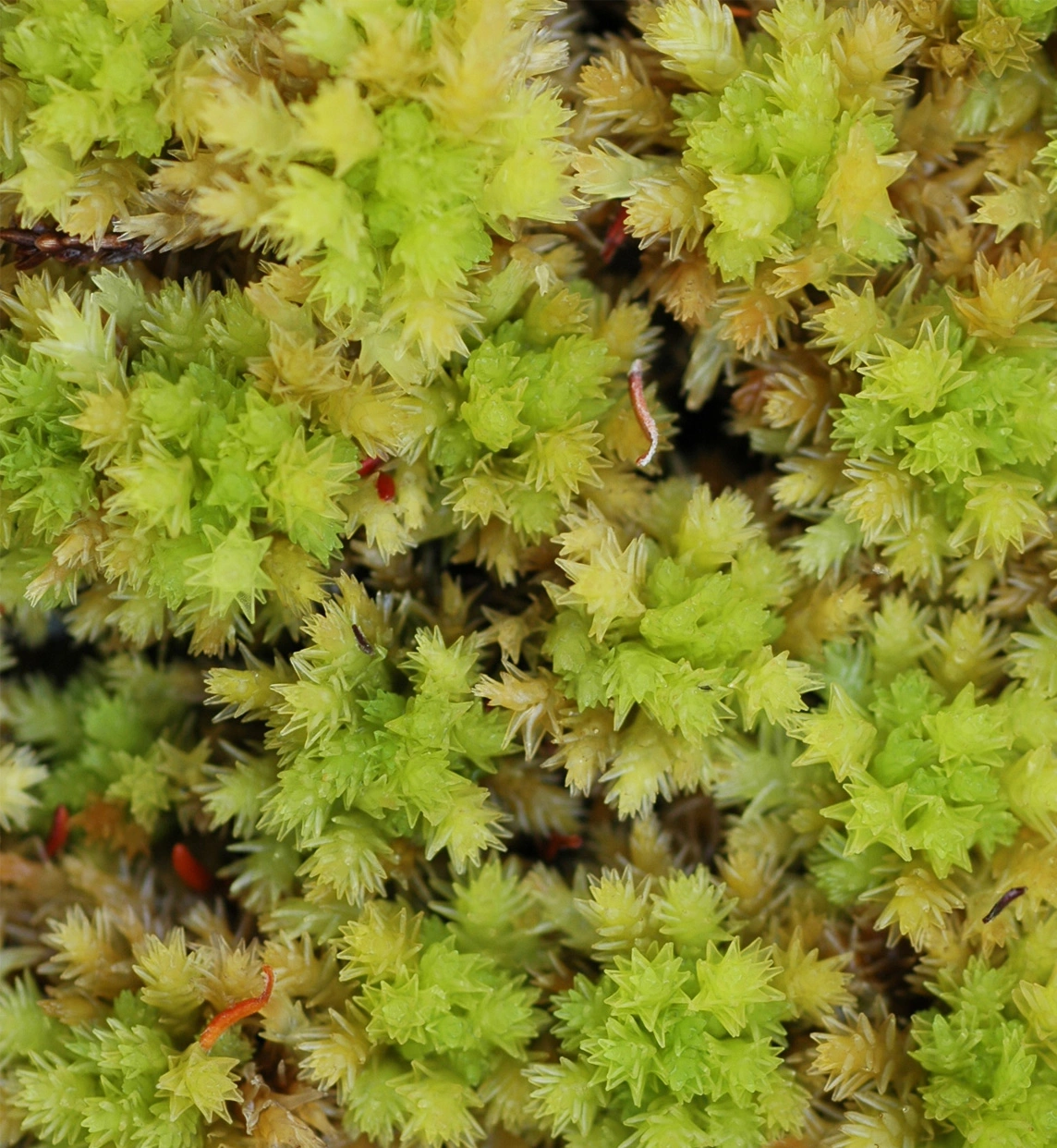 : Sphagnum strictum.