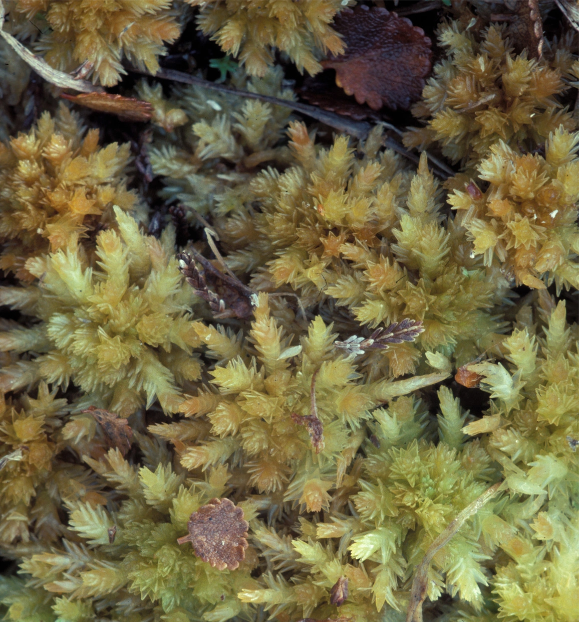 : Sphagnum strictum.