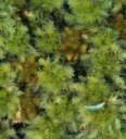 : Sphagnum strictum.