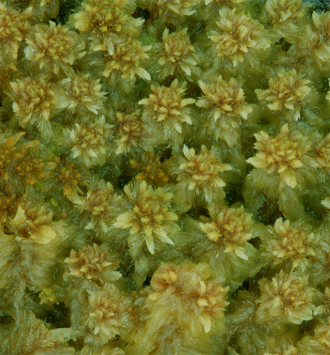 : Sphagnum (Cuspidata) cuspidatum.