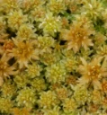 : Sphagnum cuspidatum.