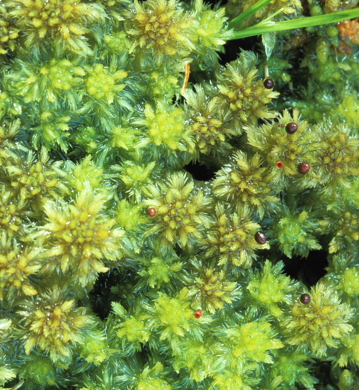 : Sphagnum (Cuspidata) cuspidatum viride.