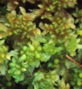 : Sphagnum cuspidatum viride.