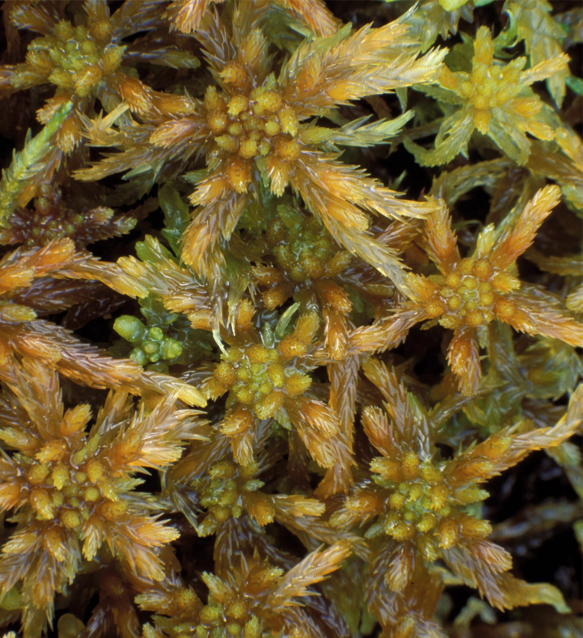 : Sphagnum majus majus.