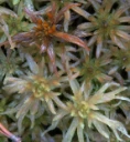 : Sphagnum majus norvegicum.