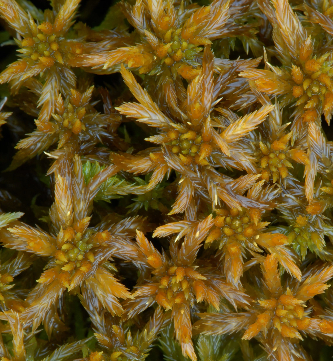 : Sphagnum (Cuspidata) annulatum.